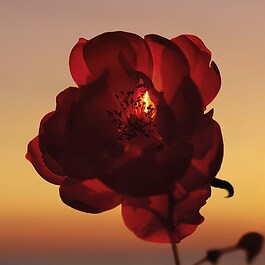 Sunset Women - Eau de Parfum